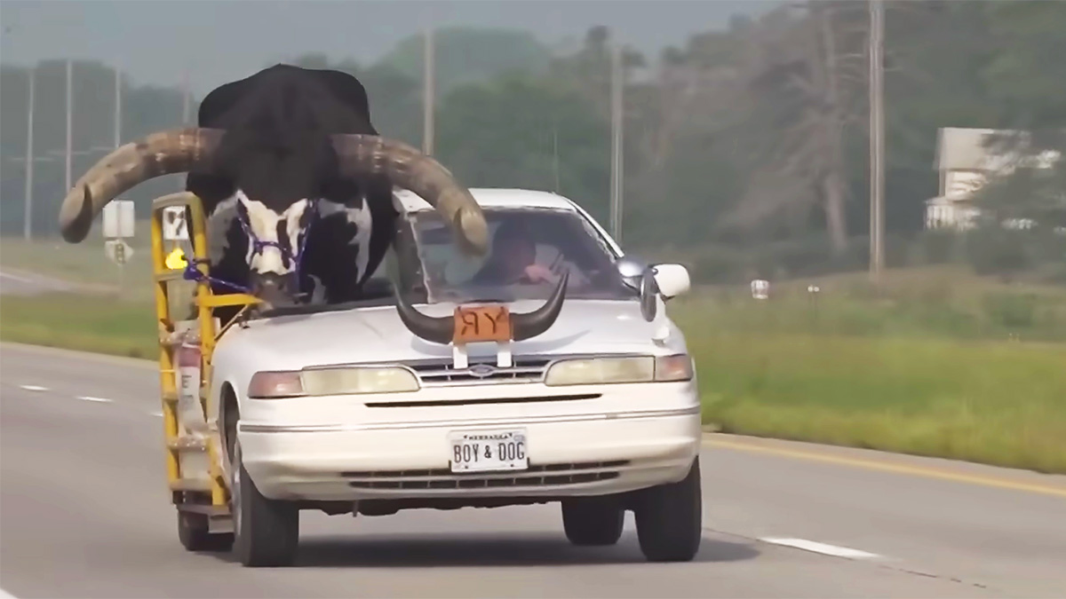(VIDEO) Poliţia din SUA a tras pe dreapta un Ford care transporta un taur imens pe locurile din dreapta