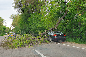 Un copac a căzut peste un BMW Seria 5, în timp ce poliţia din Chişinău îi perfecta un proces verbal şoferiţei acestuia