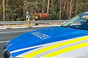 O autostradă din Germania a fost închisă complet din cauza unui cal agitat, scăpat dintr-o remorcă