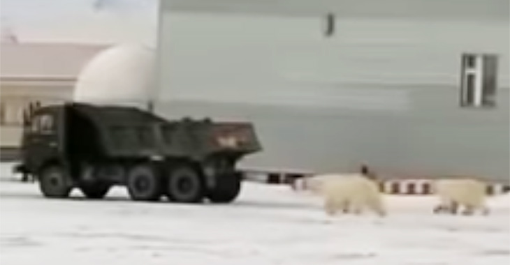(VIDEO) O zi obişnuită în Rusia: urşii polari aleargă după un KAMAZ în Iakutia