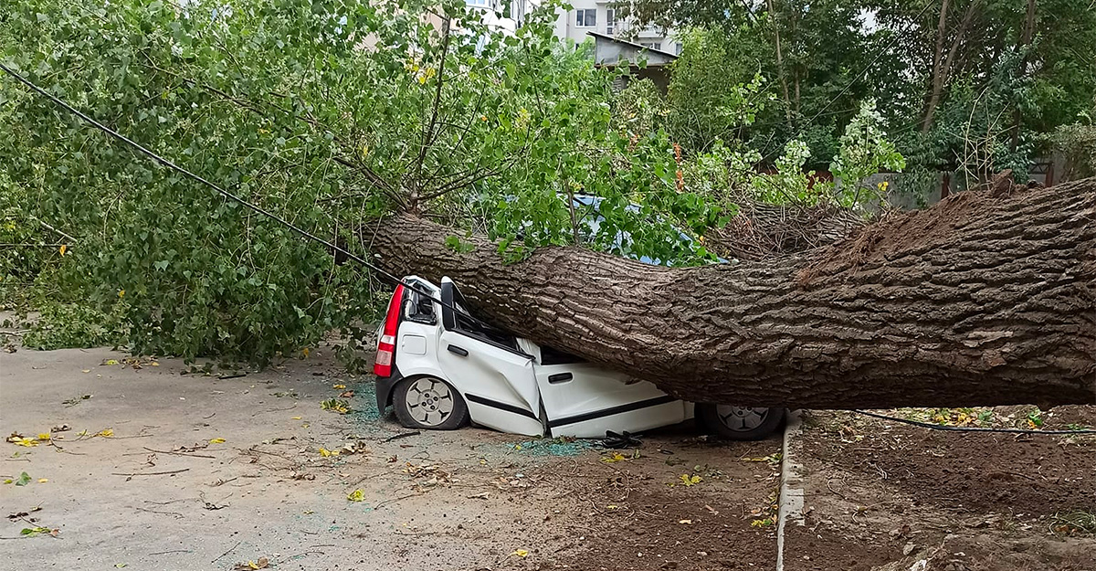 Un Fiat Panda, complet aplatizat de un copac căzut în Chişinău, o Dacia Logan a avut şi ea de suferit