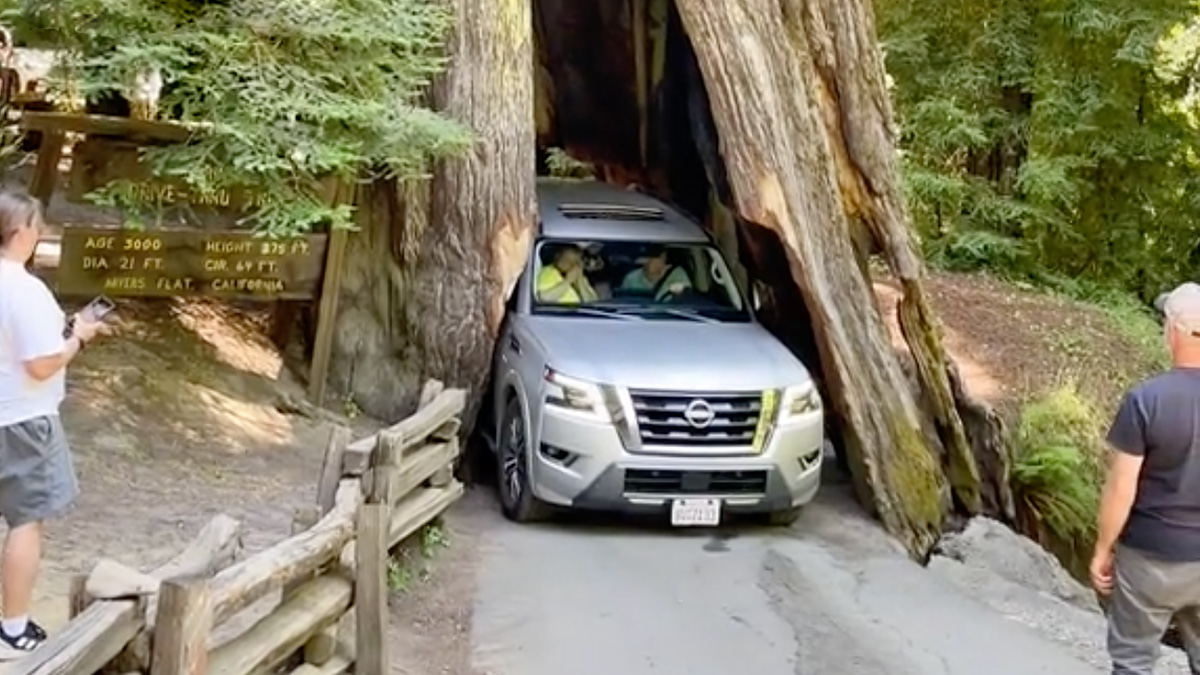 (VIDEO) Şoferul unui Nissan a vrut să treacă prin trunchiul unui copac de 2500 ani cu maşina sa, dar natura l-a pedepsit