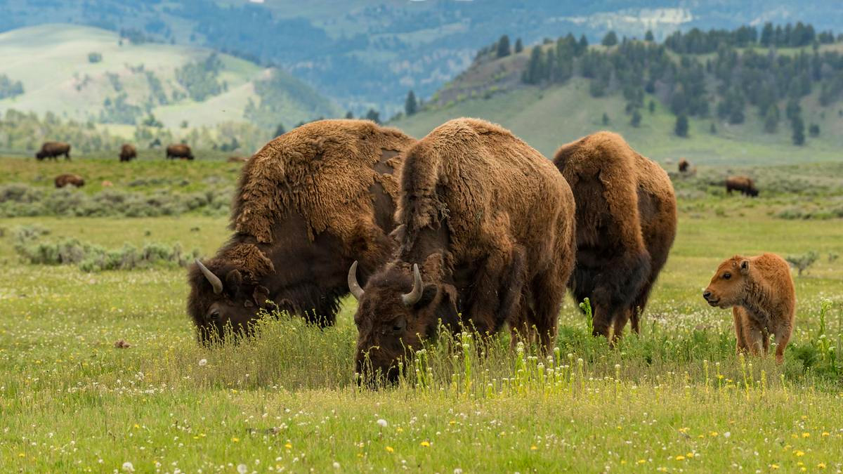 Un studiu european, realizat pe bizonii din munţii din România, a constatat că 170 bizoni pot absorbi o cantitate de CO2 egală cu cea emisă de 123 mii de maşini
